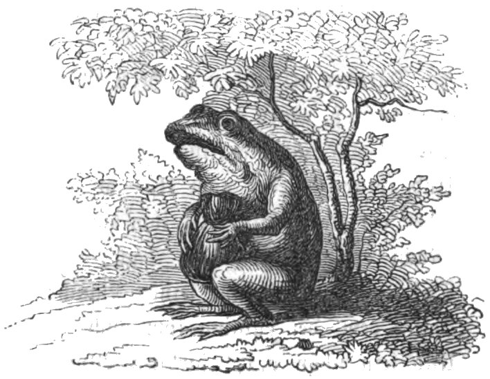 froschmaus25